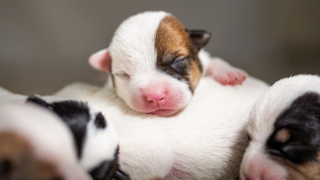 Newborn Jack Russell Terrier puppies sleeping together on a soft blanket